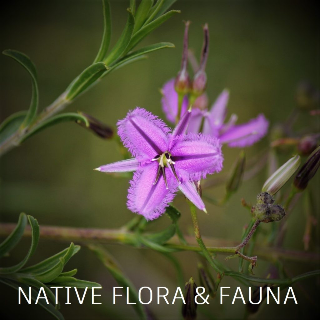 Flora & Fauna
