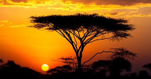 Top Tourist Attractions in Africa Safari Getaway