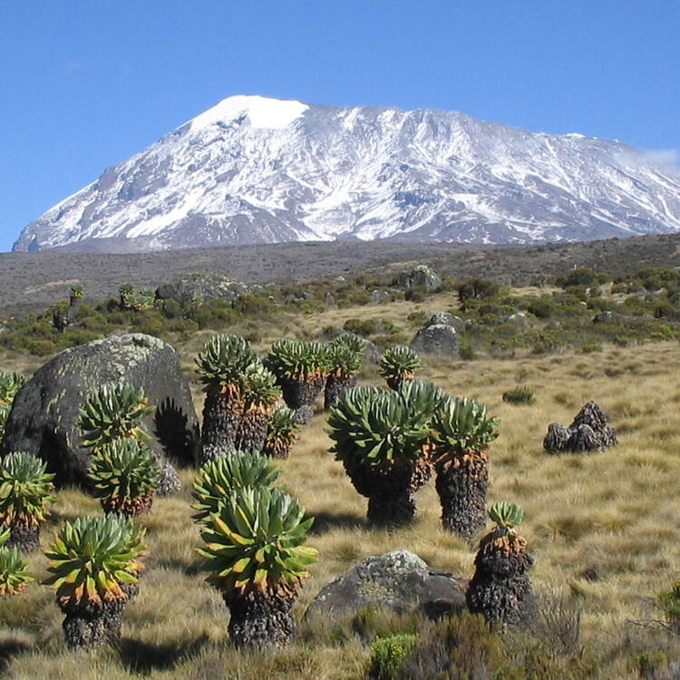Explore the Majestic Beauty of Kilimanjaro National Park: A Complete Guide for Adventure Seekers