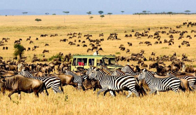 Serengeti safari