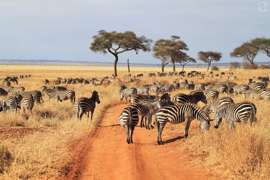 Tanzania safari migration 2026